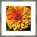 M Bright Orange Flowers Collection No. Bof5 Framed Print