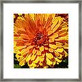 M Bright Orange Flowers Collection No. Bof7 Framed Print