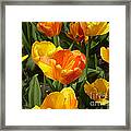 M Color Combination Flowers Collection No. Cc7 Framed Print