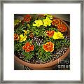 M Color Combination Flowers Collection No. Cc8 Framed Print