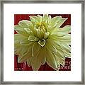 M Still Life Collection Yellow Flower Red Wine Vase No. Sl25 Framed Print