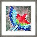 Macaw In Flight Framed Print