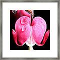 Macro Bleeding Heart Framed Print