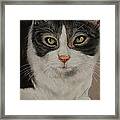 Macy Gray Cat Framed Print