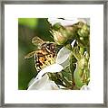 Mad Honeybee Framed Print