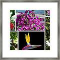 Madeiran Flower Collage Framed Print