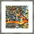 Madrona Trees With Warm Sunlight On Framed Print