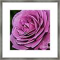 Magenta Garden Rose Framed Print