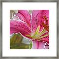 Magenta Tiger Lily Framed Print