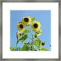 Magic Beans Framed Print