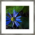 Magic Bloom Framed Print