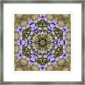 Magical Bluet Wildflower Kaleidoscope Framed Print