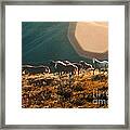 Magical Herd Framed Print