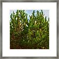 Magical Pines Framed Print