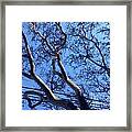 Magnificence Framed Print