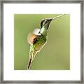 Magnificent Hummingbird In Flight Framed Print