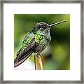 Magnificent Hummingbird Framed Print