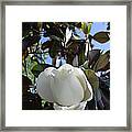 Magnolia Bloom Framed Print