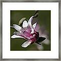 Magnolia Blossom Series 701 Framed Print