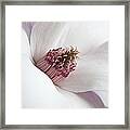 Magnolia Flower Framed Print