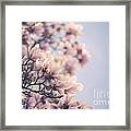 Magnolia Flowers Framed Print