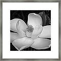 Magnolia Grandiflora Blossom - Simply Beautiful Greyscale Framed Print