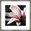 Magnolia Ii Framed Print