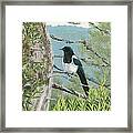 Magpie In Alaska Framed Print