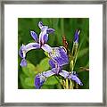 Maine Wild Iris Framed Print