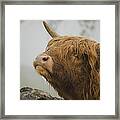 Majestic Highland Cow Framed Print