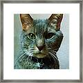 Majestic Meow Framed Print