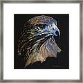 Majestic Raptor Red-tail Hawk Framed Print