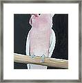 Major Mitchell Cockatoo Framed Print