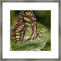 Malachite Butterfly Framed Print