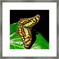 Malachite Butterfly Framed Print