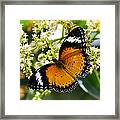 Malay Lacewing Butterfly Framed Print
