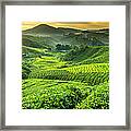 Malaysia, Pahang, Cameron Highlands Framed Print
