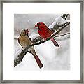 Male And Female Cardinal Framed Print