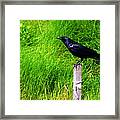 Male Boat-tailed Grackle Framed Print