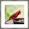 Male Cardinal Dinner Time Framed Print