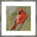 Male Cardinal On Twigs With Bible Verse Framed Print