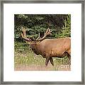 Male Elk In Velvet Framed Print