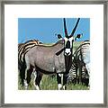 Male Gemsbok Framed Print