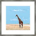 Male Giraffe In Etosha Framed Print