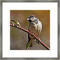 Male House Sparrow Framed Print