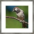 Male House Sparrow Perched In A Tree Framed Print
