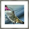 Male Hummingbird Free As A Bird Framed Print