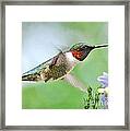 Male Hummingbird Hovering Over Lavender Lapspar Flowers Framed Print