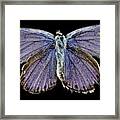 Male Karner Blue Butterfly Framed Print