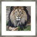Male Lion Portrait Framed Print